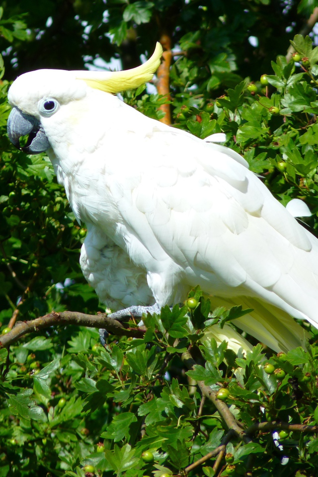 Белый какаду сидит на ветке дерева 