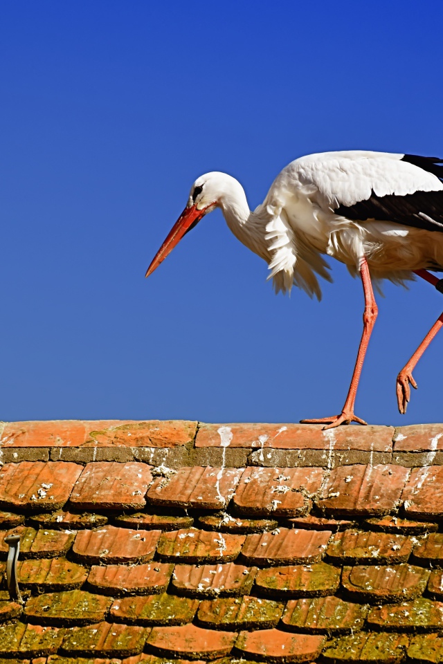 Белый аист гуляет по крыше 