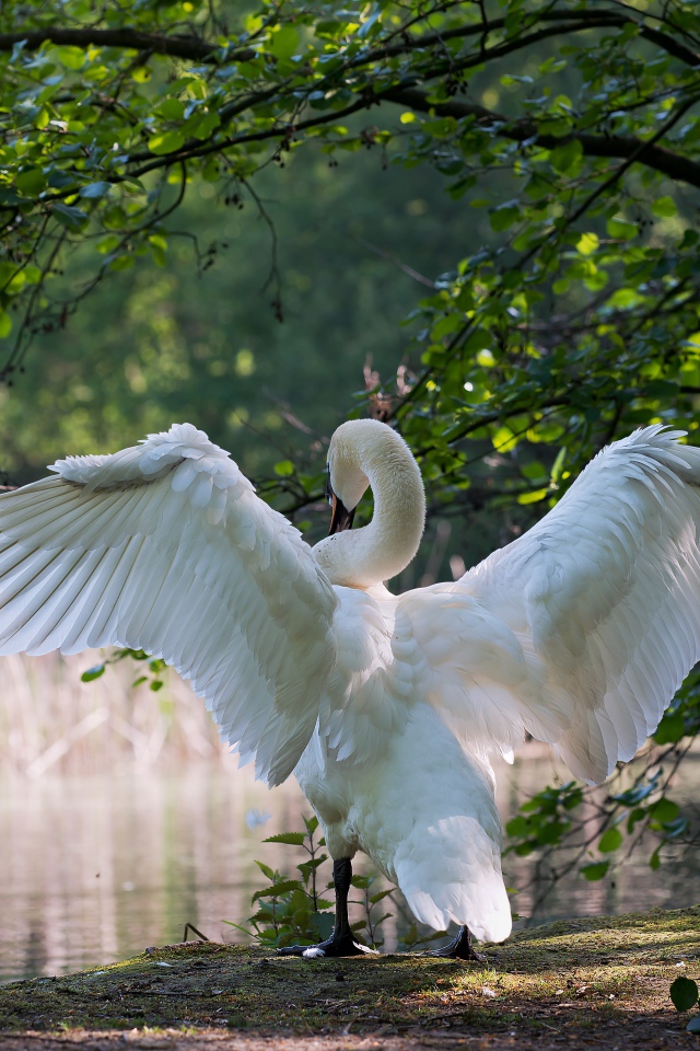 Белый лебедь расправил крылья у пруда