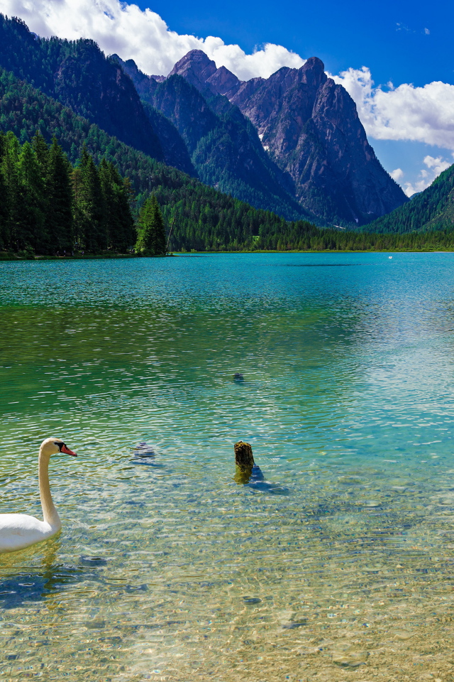 Белый лебедь плавает в горном озере