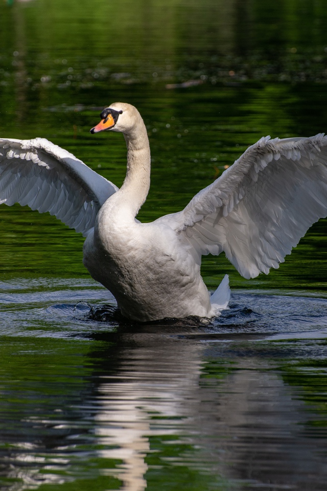 Белый лебедь взлетает с воды 
