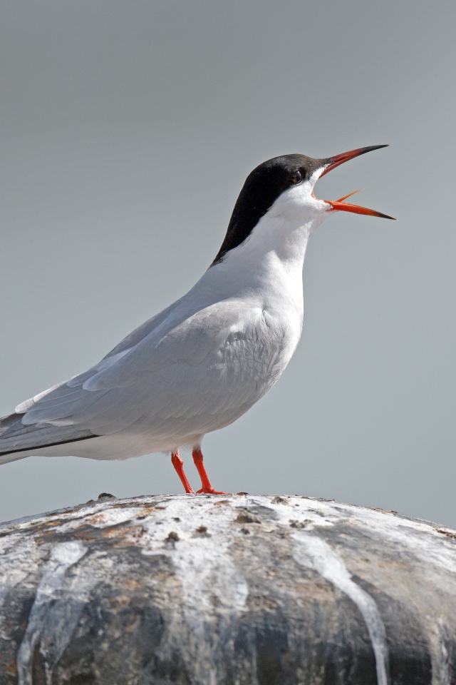 Белая крачка с открытым клювом на камне