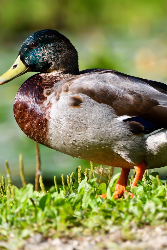 Дикий селезень на траве в лучах солнца