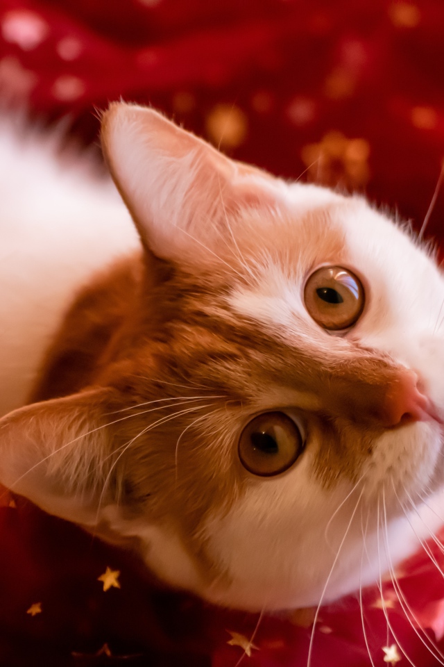 Красивый белый с рыжим кот лежит на красной ткани 