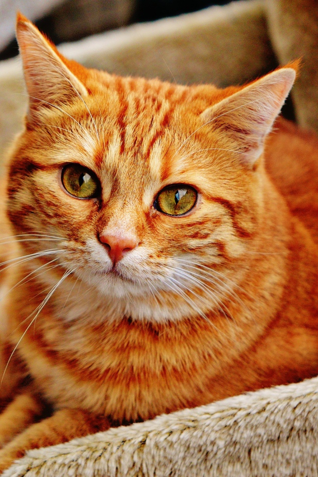 Яркий рыжий кот лежит в ящике