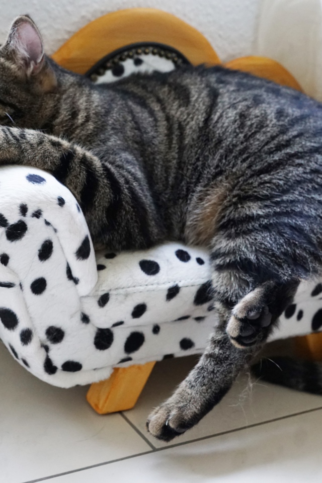 Серый домашний кот спит на кресле 