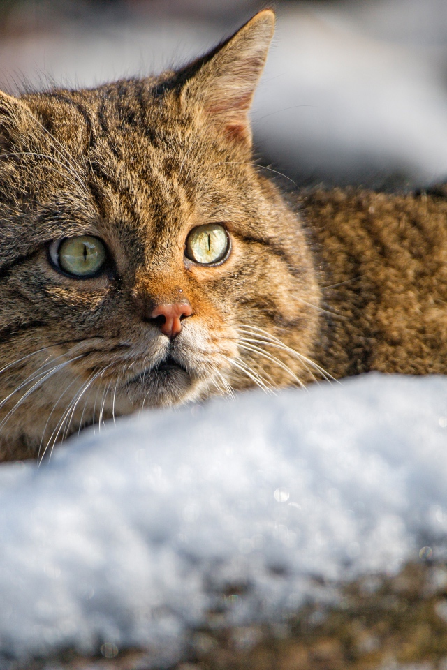 Испуганный кот лежит на снегу