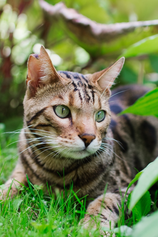 Красивая бенгальская кошка лежит на траве 
