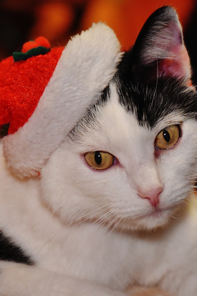 Красивый черно-белый кот в новогодней шапке