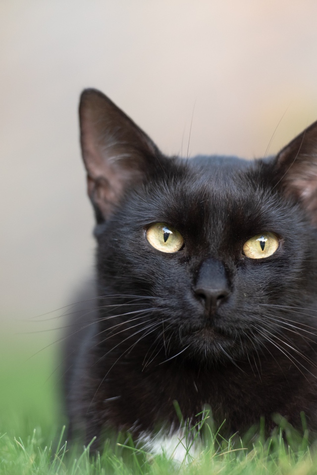 Красивый черный кот лежит на зеленой траве 