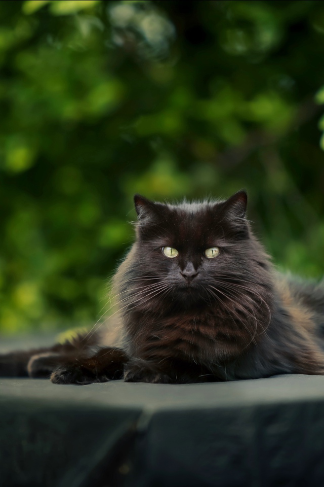 Красивый черный кот лежит на столе 