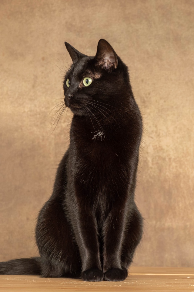 Красивый черный кот на фоне коричневой стены 