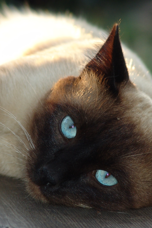 Красивый голубоглазый сиамский кот лежит на лавке 