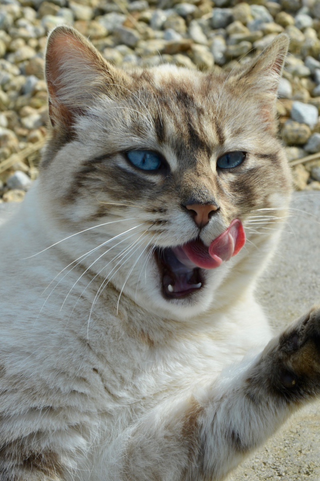 Красивая голубоглазая кошка облизывается 