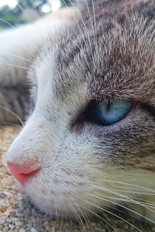 Красивый голубоглазый кот лежит на асфальте