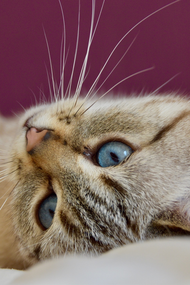 Красивая голубоглазая кошка лежит на кровати