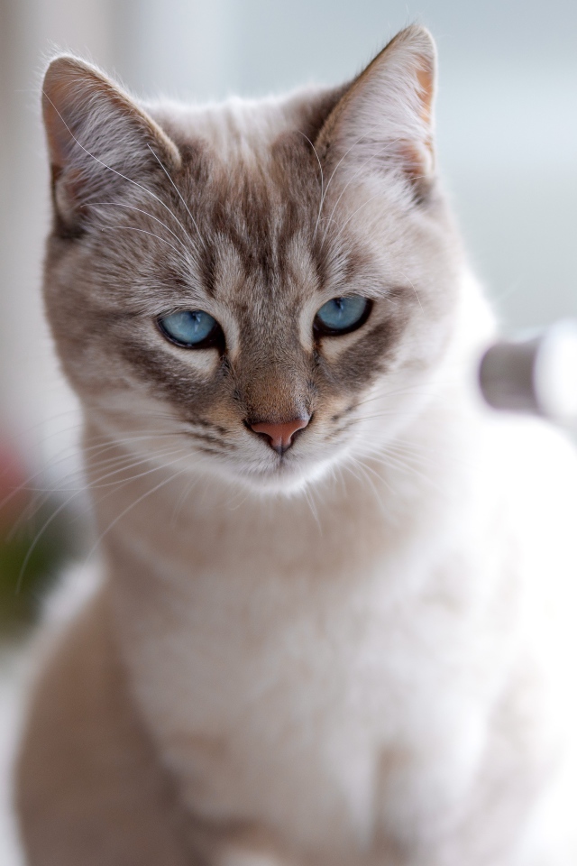 Красивый голубоглазый породистый кот у окна