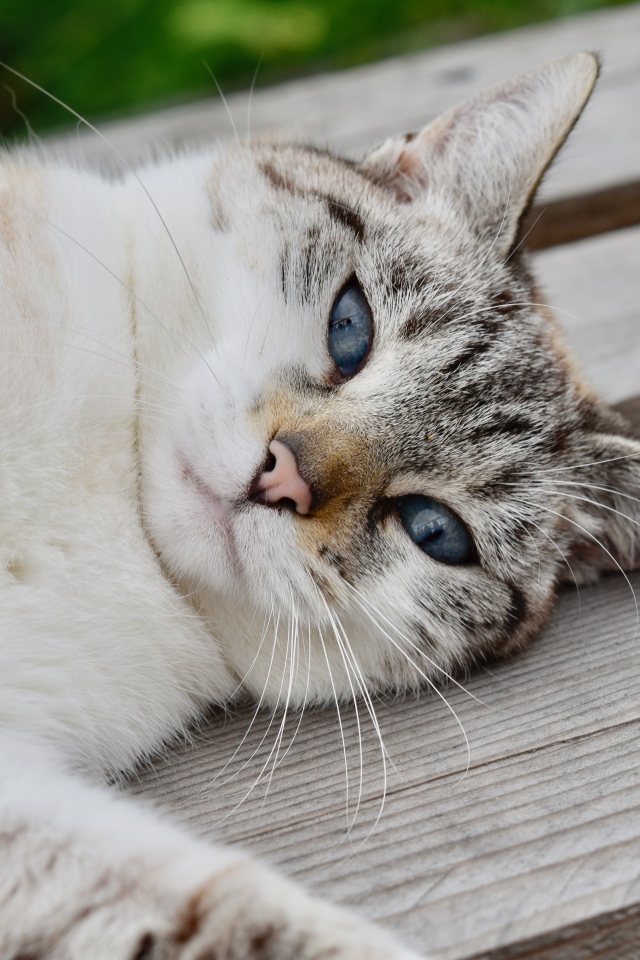 Красивая голубоглазая породистая кошка лежит на лавке 