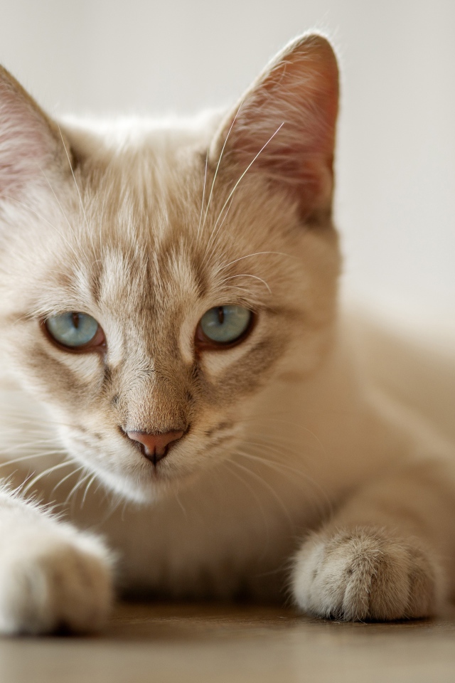 Красивая голубоглазая породистая домашняя кошка лежит на полу