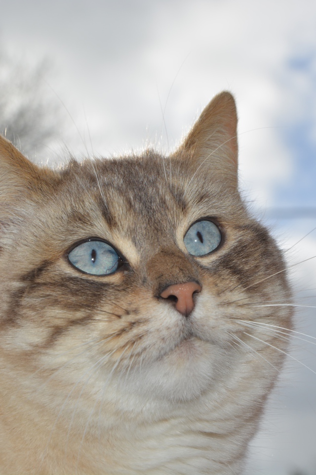 Красивые голубые глаза у кошки