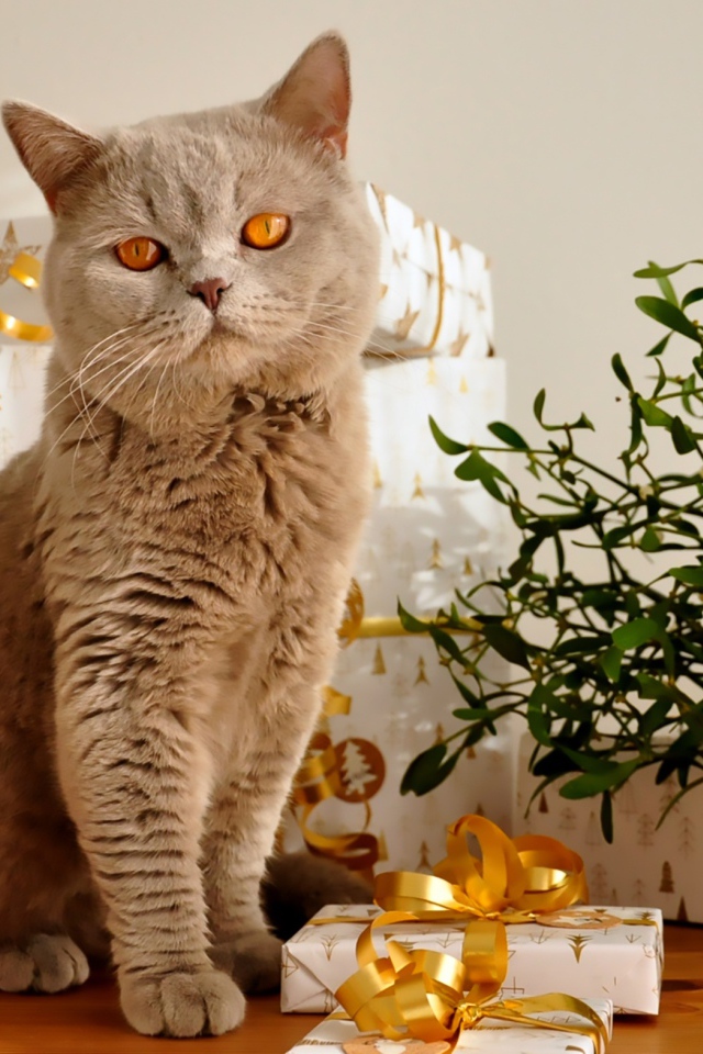 Красивый британский кот с подарками на новый год 