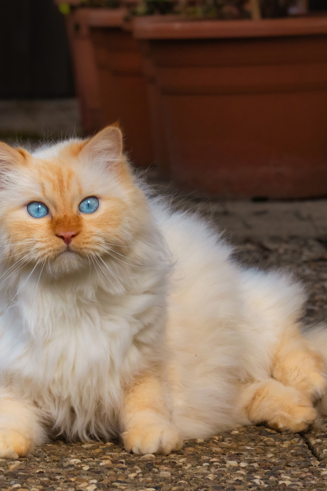 Красивый пушистый голубоглазый рыжий кот