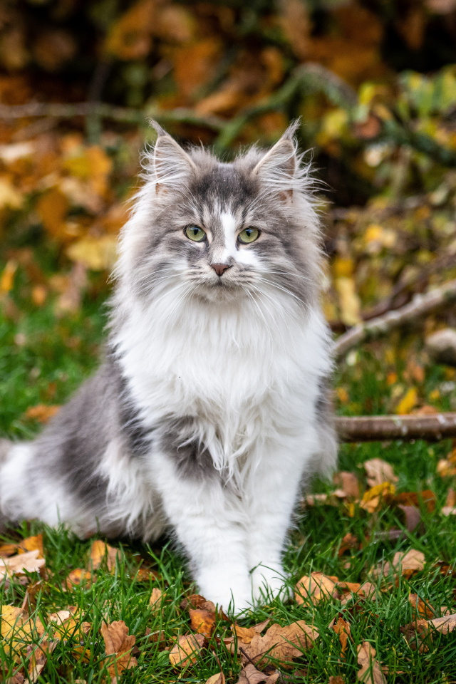 Красивый пушистый кот сидит на траве с желтыми листьями