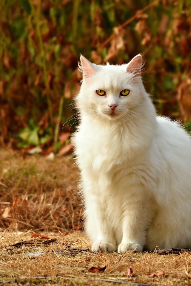 Красивый пушистый белый кот с желтыми глазами