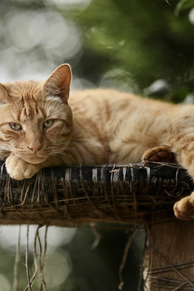 Красивый рыжий кот на лежанке 