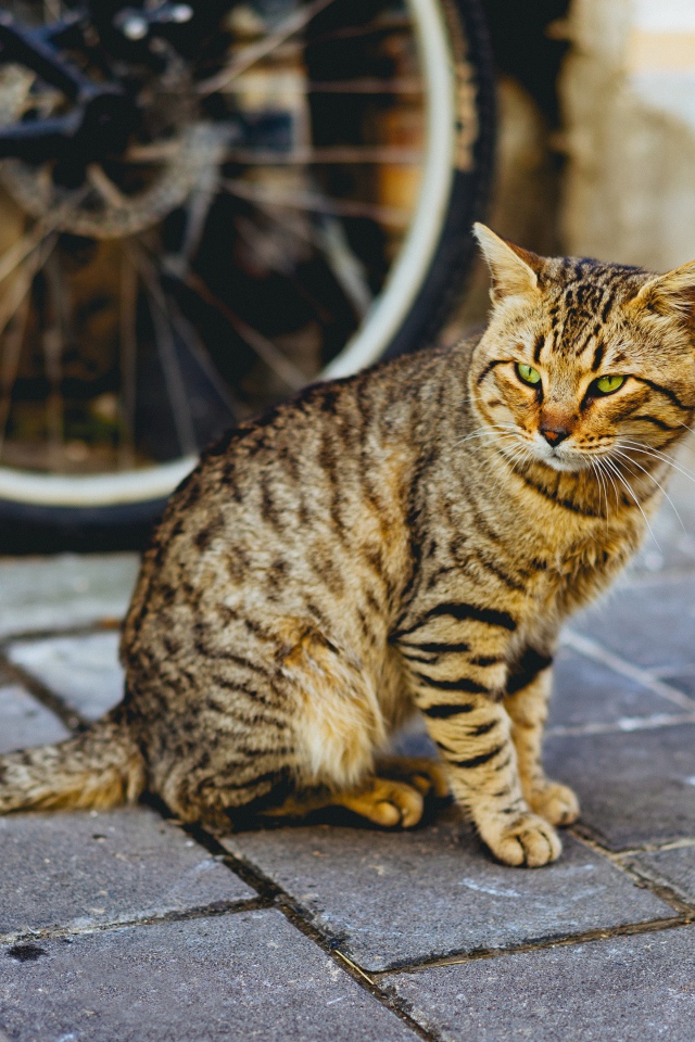 Красивый серый кот сидит у стены велосипедом 