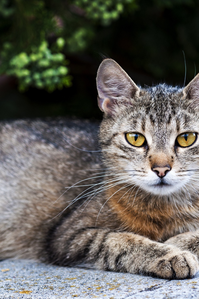 Красивый серый кот с желтыми глазами лежит на улице 