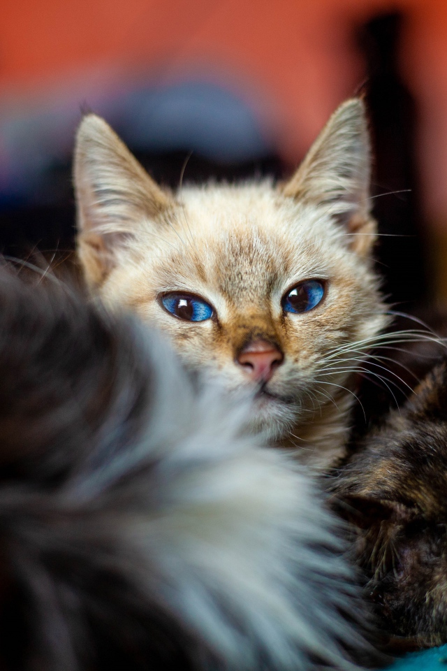 Красивые котята лежат на кровати 