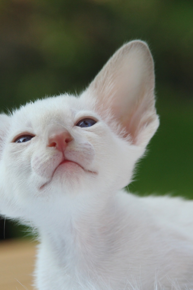 Красивый маленький белый котенок ориентал