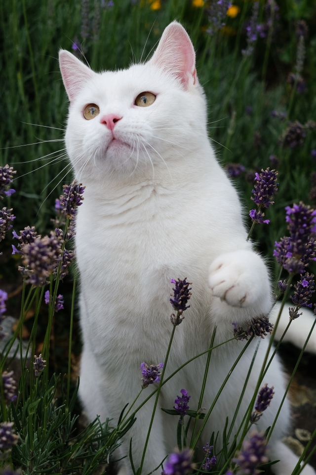 Beautiful white cat sitting in lavender flowers