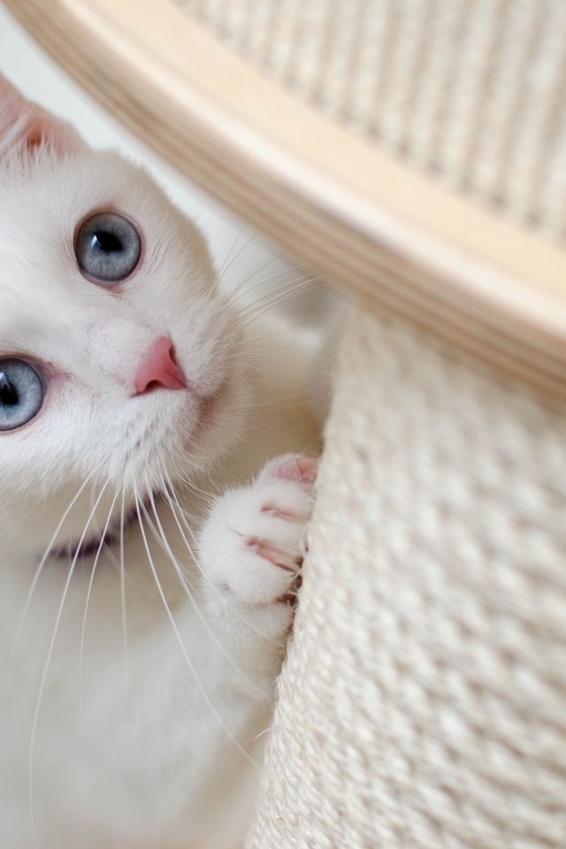 Beautiful white cat with blue eyes