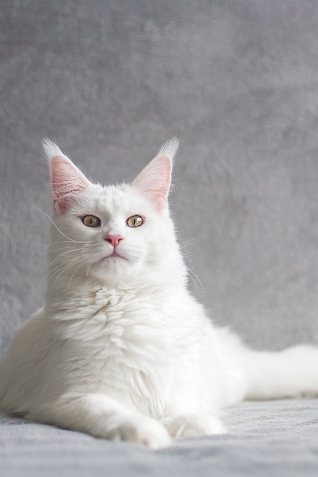 Красивый белый кот с кисточками на ушах на сером фоне