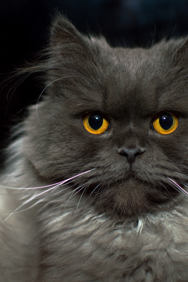 Большой пушистый породистый кот с желтыми глазами 