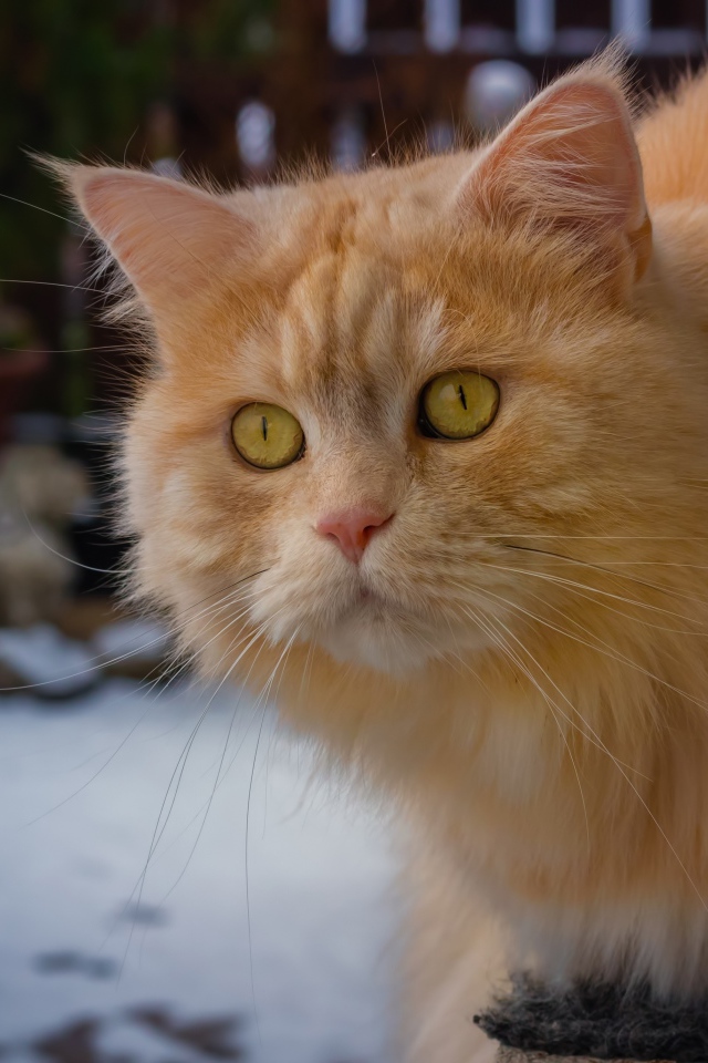 Большой рыжий кот с красивыми рыжими глазами