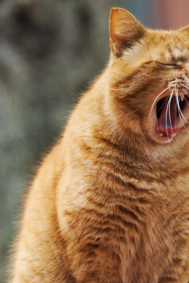 Большой рыжий кот зевает