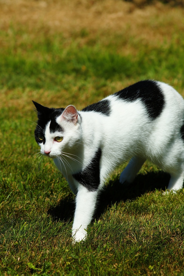 Черно-белая кошка идет по зеленой траве 