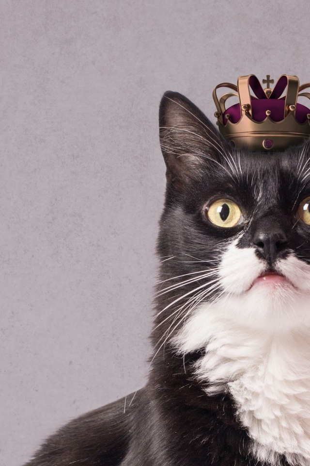 Черно-белый кот с короной на голове на сером фоне 