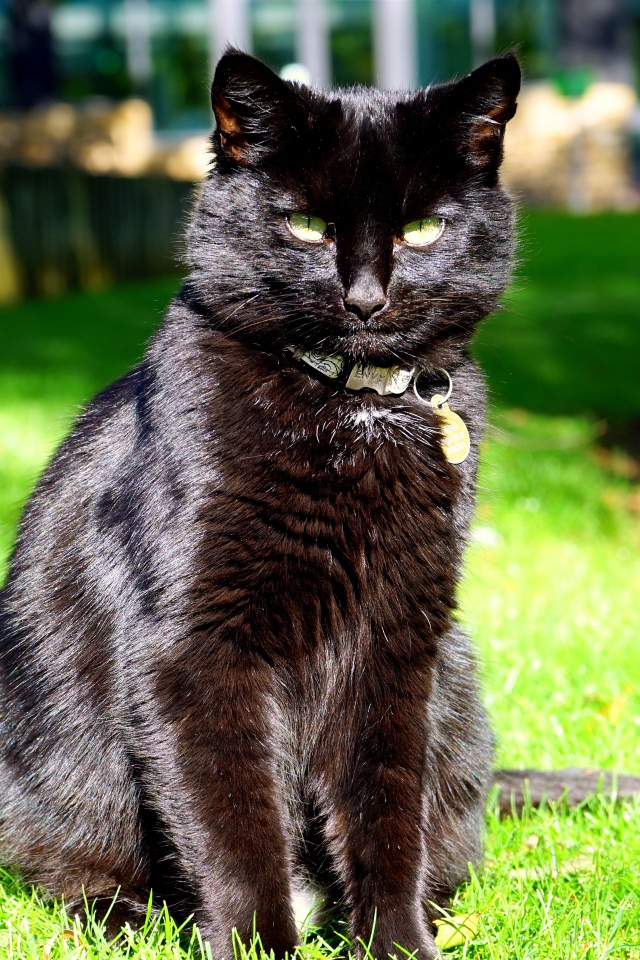 Черный красивый кот сидит на зеленой траве