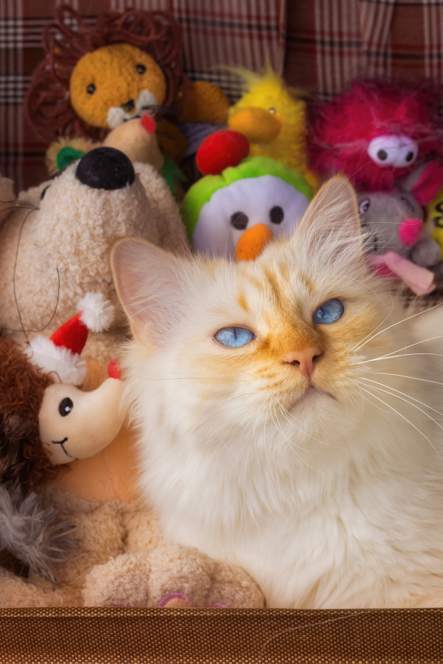 Голубоглазый кот в чемодане с игрушками 