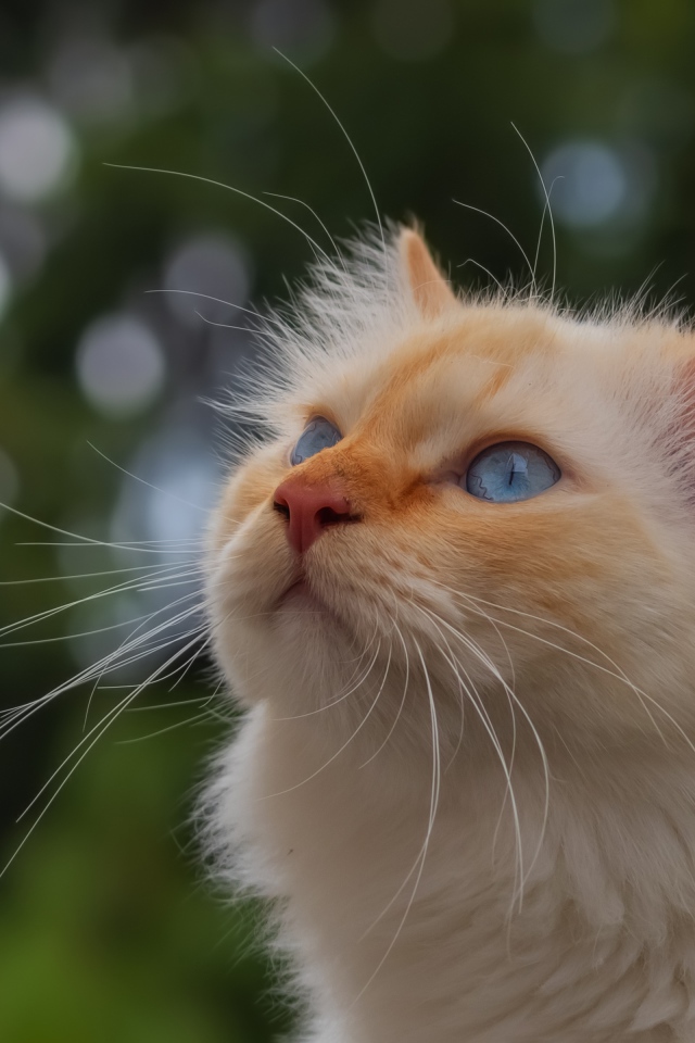 Голубоглазая рыжая кошка с длинными усами