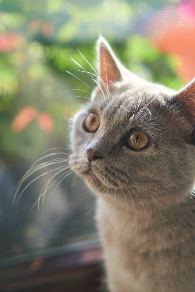 Британский котенок смотрит на игрушку