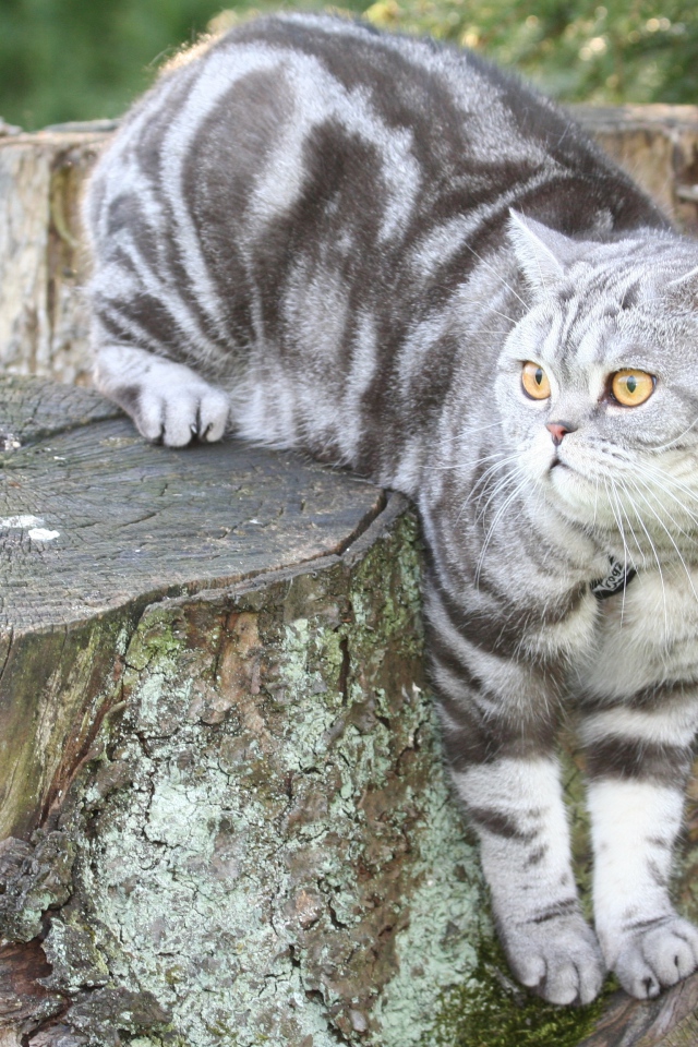 Полосатый британский кот сидит на пне 
