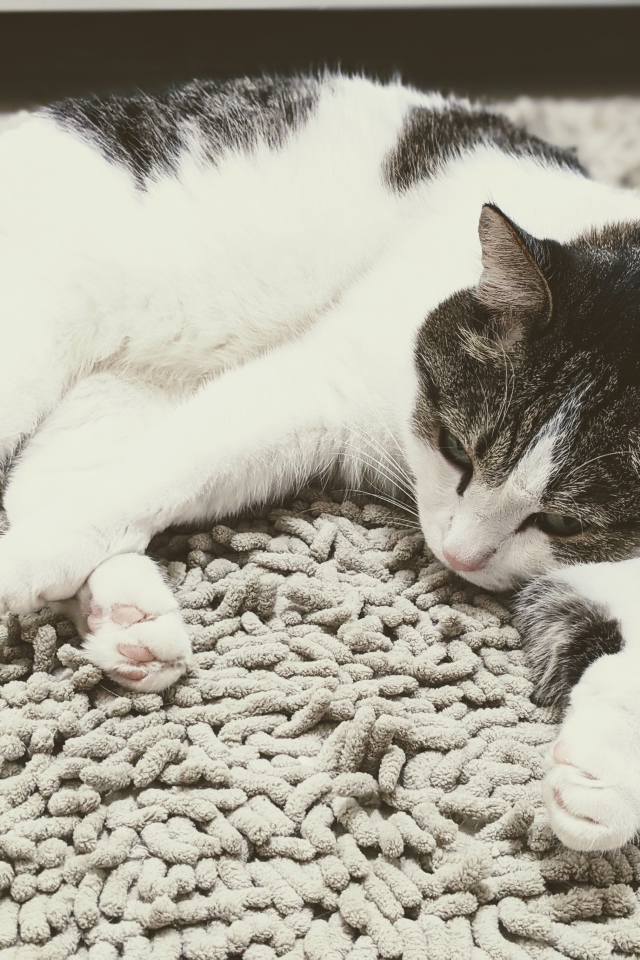 Домашняя кошка лежит на покрывале