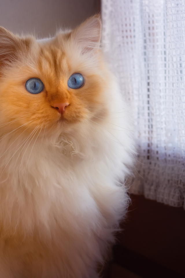 Fluffy blue-eyed cat sitting by the window