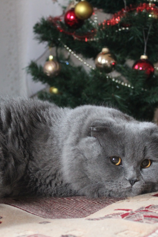 Пушистый британский кот под елкой на новый год 