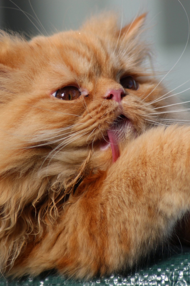 Пушистый рыжий кот облизывает лапу